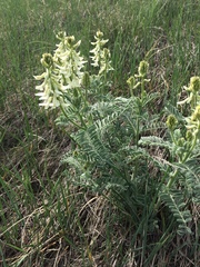 Astragalus drummondii
