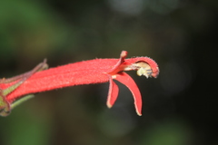 Siphocampylus lasiandrus