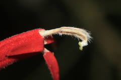 Siphocampylus lasiandrus