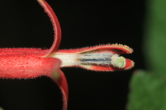 Siphocampylus lasiandrus