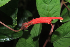 Siphocampylus lasiandrus