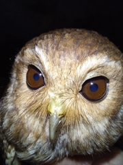 Margarobyas lawrencii