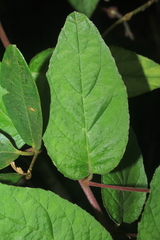 Siphocampylus lasiandrus