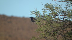 Cinnyris fuscus fuscus