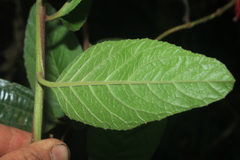 Siphocampylus lasiandrus