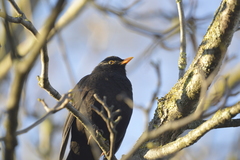 Turdus merula
