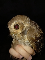 Margarobyas lawrencii