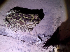 Sclerophrys mauritanica
