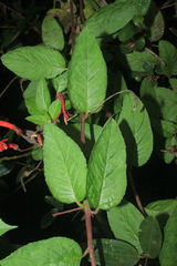 Siphocampylus lasiandrus