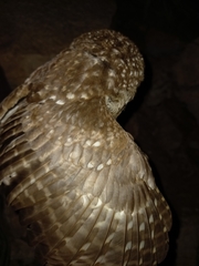 Margarobyas lawrencii