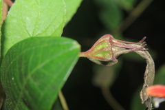 Siphocampylus lasiandrus