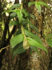 Epidendrum megalospathum