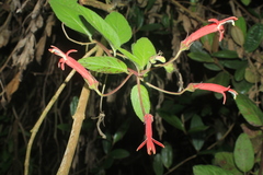 Siphocampylus lasiandrus