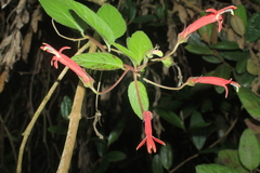 Siphocampylus lasiandrus