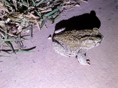 Sclerophrys mauritanica