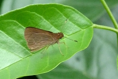 Hesperiidae