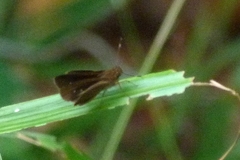 Hesperiidae