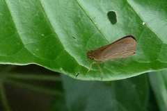 Hesperiidae