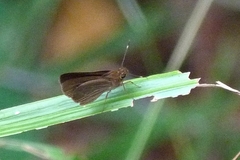 Hesperiidae