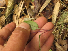 Mikania laurifolia