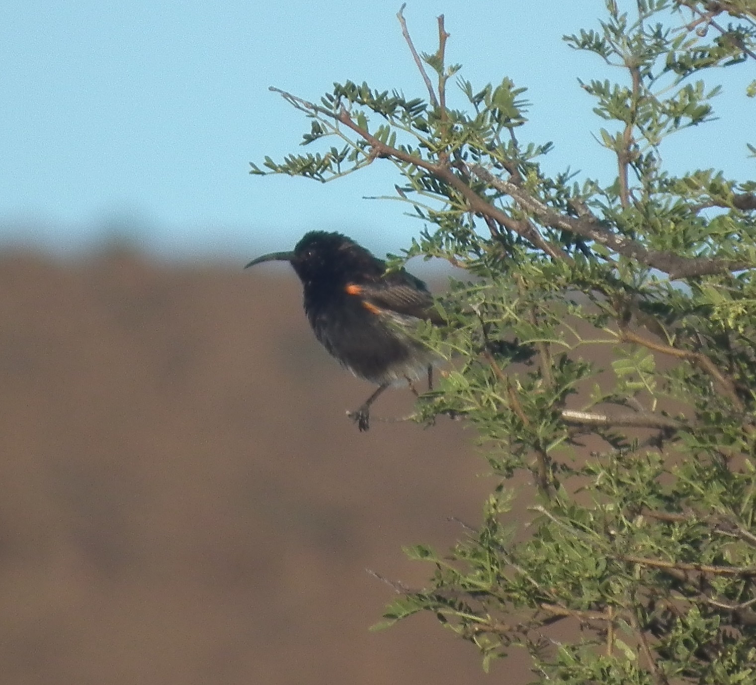 Dusky Sunbird (Cinnyris fuscus)