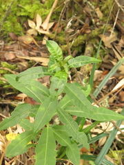 Cestrum buxifolium