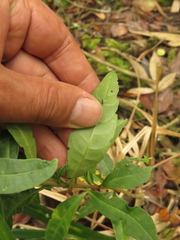Cestrum buxifolium