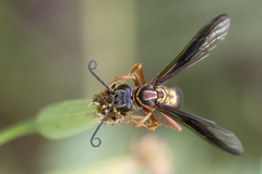 Poecilopompilus decedens