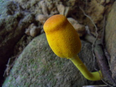 Leucocoprinus brunneoluteus