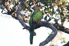 Pharomachrus fulgidus