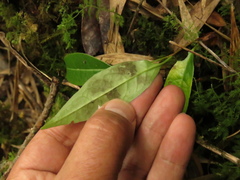 Prunus buxifolia