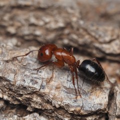 Camponotus discolor