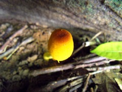 Leucocoprinus brunneoluteus
