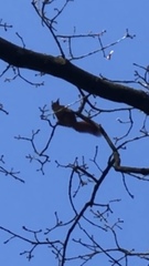 Sciurus vulgaris