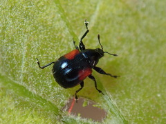Synolabus bipustulatus
