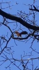 Sciurus vulgaris