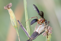 Poecilopompilus decedens