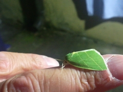 Bena bicolorana