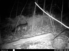 Urocyon cinereoargenteus cinereoargenteus