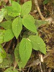 Piper artanthe