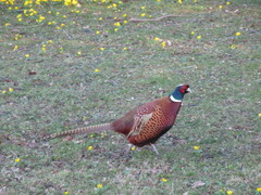 Phasianus colchicus