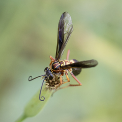 Poecilopompilus decedens