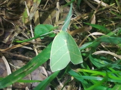 Bena bicolorana