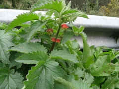 Scrophularia grandiflora