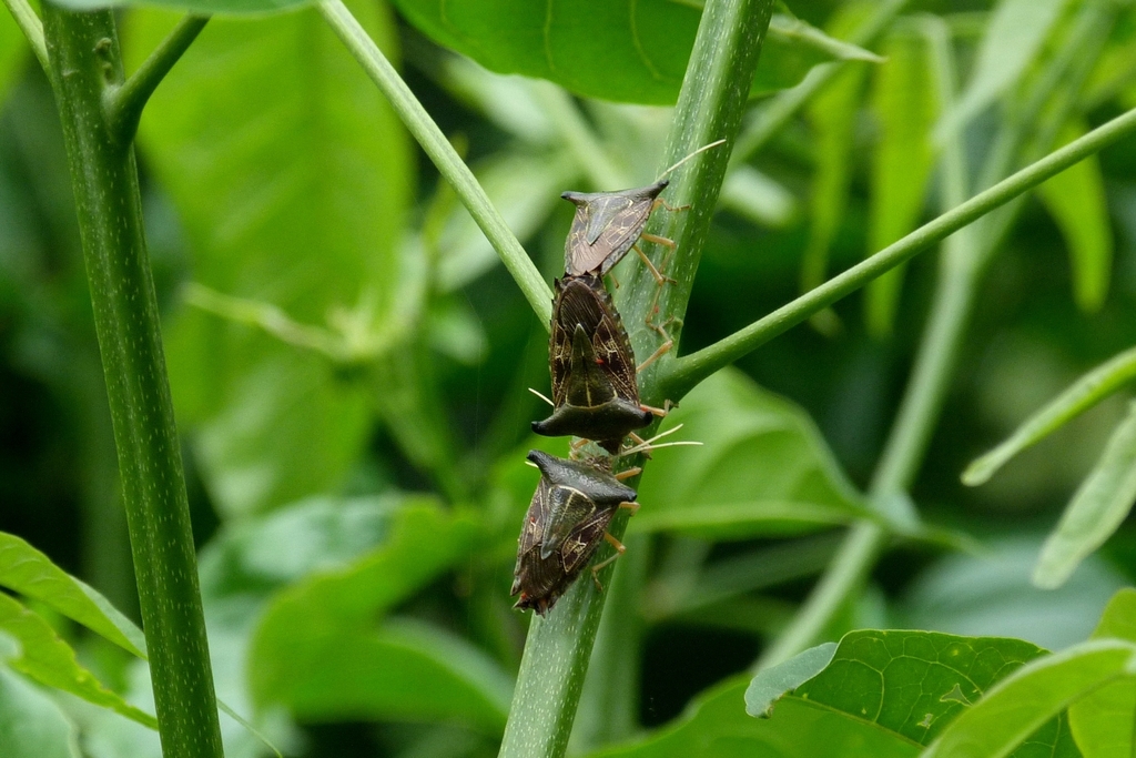 Edessa leucogramma from Pindamonhangaba, SP, Brasil on March 11, 2022 ...