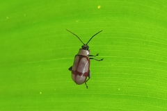 Coleoptera