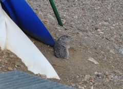 Dicrostonyx groenlandicus