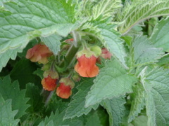 Scrophularia grandiflora