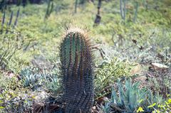 Ferocactus emoryi rectispinus