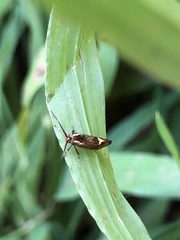 Esperia sulphurella